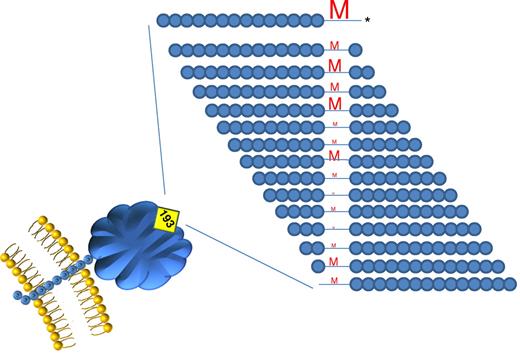 Schematic of T-cell proliferative responses to Kell peptides (surrounding K polymorphism) in subjects previously immunized to K. The size of the letters indicates the number of individuals responding. The peptide with the 193 methionine in the C-terminal position (*) was highly immunodominant and stimulatory in 9 of 10 alloimmunized subjects.