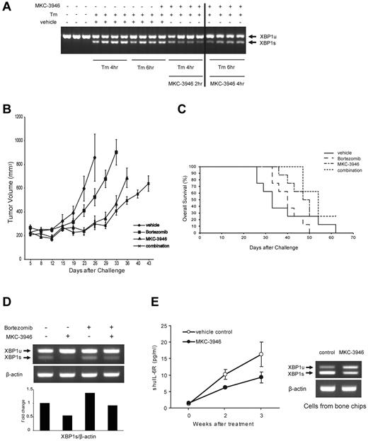 Figure 6. MKC-3946 inhibits XBP1 splicing in a model of ER stress in vivo, associated with significant growth inhibition of MM cells, alone or with bortezomib. (A) SCID mice were treated with Tm (1 mg/kg intraperitoneally) for 4 or 6 hours. Two hours after Tm was administered, mice were treated with MKC-3946 50 mg/kg intraperitoneally. After 4-hour exposure to MKC-3946, mice were killed. Livers were harvested, and total RNA was prepared. RT-PCR was performed using murine-specific XBP1 primers. Each lane represents a single mouse. The vertical line indicates a repositioned gel lane. (B-D) SCID mice were injected subcutaneously with 1 × 107 RPMI 8226 cells on day 0 and treated with 100 mg/kg MKC-3946 intraperitoneally daily (MKC-3946, n = 8), 0.15 mg/kg bortezomib intravenously twice a week (bortezomib, n = 8), or 100 mg/kg MKC-3946 intraperitoneally daily and 0.15 mg/kg bortezomib intravenously twice a week (combination, n = 8), for 21 days starting on day 1. A vehicle control group received intraperitoneal injections of vehicle and intravenous injection of saline (vehicle, n = 8). (B) Tumor volume was calculated from caliper measurements every 3 to 4 days, and data represent mean ± SE. (C) Survival in the plasmacytoma model was evaluated from the first day of treatment using Kaplan-Meier curves. (D) Total RNA was prepared from subcutaneous plasmacytoma harvested from each group of mice after 3 weeks of treatment. XBP1 and β-actin mRNA were examined using RT-PCR. The graph represents fold changes of XBP1s density relative to β-actin. (E) Growth of INA6 cells engrafted in human bone chips in SCID mice was monitored by serial serum measurements of shuIL-6R in the graph. Mice were treated with MKC-3946 100 mg/kg (n = 3) or control vehicle (n = 3), and shuIL-6R levels were determined weekly by ELISA. Error bars represent ± SE. Total RNA was prepared from tumor harvested from the MKC-3946– and control-treated SCID-hu mice at 3 weeks. XBP1 and β-actin mRNA were examined using RT-PCR in the right panel.