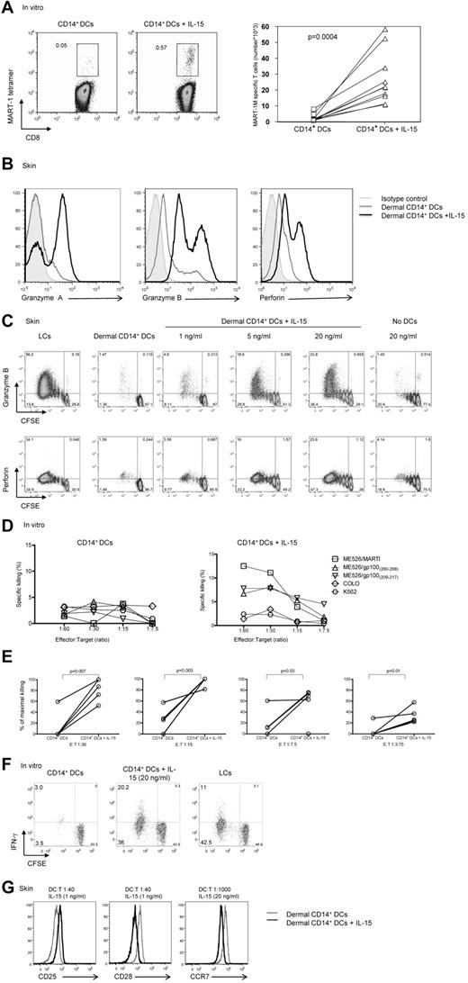 Figure 1. IL-15 enhances CD8+ T-cell priming. (A left) In vitro CD40L-activated HLA-A*0201+ CD14+ DCs were loaded with MART-1(26-35) peptide (3μM) and cultured with autologous naive CD8+ T cells for 9 days with or without IL-15 (20 ng/mL). CD40L and IL-7 were added on day 0, and IL-2 was added on day 3. The expansion of Ag-specific CD8+ T cells was assessed by flow cytometry with the use of MART-1(26-35)–HLA-A*0201 tetramer. Data are representative of 8 independent experiments. (A right) Graph shows the absolute MART-1(26-35)–specific cells per milliliter of 8 independent experiments. Statistical analysis was performed using paired Student t test. (B) Allogeneic naive CD8+ T cells were primed by CD40L-activated dermal CD14+ DCs with or without IL-15 for 7 days and analyzed by flow cytometry for the intracellular expression of the effector molecules: granzyme A, granzyme B, and perforin. Gray histogram shows staining with an isotype control. Data are representative of 3 independent experiments. (C) Intracellular expression of the effector molecules, granzyme B and perforin, by allogeneic CD8+ T cells primed for 7 days by CD40L-activated skin LCs or dermal CD14+ DCs without or with increasing dose of IL-15 (1, 5, and 20 ng/mL, left panel). (Right panel) Expression level granzyme B and perforin cultured for 7 days with IL-15 (20 ng/mL) and no DCs. Data are representative of 3 independent experiments. (D) The cytotoxic activity of MART-1(26-35)–specific CD8+ T cells primed by in vitro peptide–loaded autologous CD14+ DCs for 2 consecutive stimulations with or without IL-15 as assessed in a standard 51Cr release assay against an HLA-A*0201+ melanoma cell line MEL526 expressing HLA-A*0201–MART-1 complexes at indicated E:T ratios. CD40L and IL-7 were added on day 0, and IL-2 was added on day 3 of the primary coculture. Data are expressed as mean of triplicate measurements for a single donor representative of 3 independent experiments with the use of different donors. (E) The cytotoxic activity of MART-1(26-35)–specific or gp100(209-217)–specific CD8+ T cells primed by in vitro peptide–loaded autologous CD14+ DCs for 2 consecutive stimulations with or without IL-15 as assessed in a standard 51Cr release assay against target cells expressing peptide HLA-A*0201 complexes at indicated E:T ratios. CD40L and IL-7 were added on day 0, and IL-2 was added on day 3 of the primary coculture. Graph shows percentage of maximal killing of 5 experiments with the use of different target cells and different donors. (F) Allogeneic CD8+ T cells were primed for 8 days with sorted in vitro CD40L-activated DC subsets. Plots show the level of CFSE dilution and IFN-γ expression after 6 hours of re-stimulation with fresh DCs in the presence of monensin and anti-CD28/49d. Data are representative of 3 independent experiments. (G) Histogram shows CD25, CD28, and CCR7 receptor expression level by the viable CFSEloCD8+ T cells that were exposed to allogeneic CD40L-activated dermal CD14+ DCs with (black) or without (gray) soluble IL-15, at indicated DC/T-cell ratio and cytokine concentrations. Data are representative of 3 independent experiments.