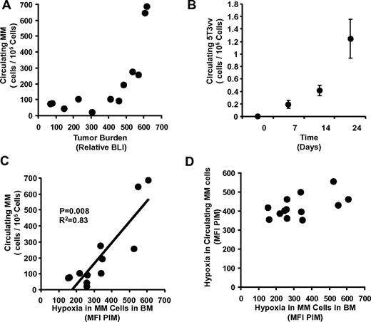 Figure 2. Correlation of hypoxia in MM cells with their egress into the circulation. (A-B) Correlation between the number of circulating MM cells detected by flow cytometry and tumor progression in SCID-MM1s model detected by BLI in the disseminated xenograft model (A) and in the 5T33MM model (B). Results show increased numbers of circulating MM cells mainly in the late stages of tumor progression. (C) Correlation between the number of circulating cells and the level of hypoxia in MM cells in the BM indicated as MFI of PIM, which shows a direct linear correlation. (D) Correlation between hypoxia levels in circulating MM cells and hypoxia in MM cells in the BM from mice with different tumor burdens, which shows that circulating MM cells were hypoxic, with no correlation with the hypoxia in the BM.