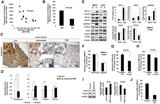 Figure 3. Effect of hypoxia on expression of E-cadherin and adhesion to BMSCs. (A) MM cells isolated from the BM of mice injected with MM1s cells at different tumor burdens were analyzed for the expression of cadherins by flow cytometry and compared with the hypoxic state in these cells indicated as the MFI of PIM in the MM cells. The expression of cadherins was decreased significantly with the increase in hypoxia in the MM cells. (B) The expression of E-cadherin in circulating MM cells compared with MM cells in the BM, showing that circulating MM cells maintained a low expression of E-cadherin. (C) IHC images of specimens taken from the femurs of mice with different tumor burdens stained with Ab for E-cadherin, which shows that the expression of E-cadherin decreased with tumor progression. (D) Gene-expression analysis of E-cadherin and EMT-related genes (including SNAIL, FOXC2, and TGFβ1) in plasma cells isolated from normal subjects and MM patients using published datasets from the Gene Expression Omnibus by Chng et al (series number GSE 647726). This shows decreased E-cadherin expression and increased expression of SNAIL, FOXC2, and TGFβ1 in MM. (E) The effect of incubation of MM cells (MM1s and H929) under hypoxic conditions for 24 hours in vitro on expression of HIF1α and HIF2α GSK3β, SNAIL, and E-cadherin in MM cells detected by immunoblotting. (F) The effect of incubation of MM cells (MM1s and H929) under hypoxic conditions for 24 hours in vitro on adhesion to a monolayer of BMSCs isolated from MM patients. This shows decreased adhesion of hypoxic MM cells. The effect of treating MM cells with E-cadherin–blocking Ab on adhesion of MM cells to stromal cells under normoxic (G) or hypoxic (H) conditions. This shows that the blocking Ab significantly decreased adhesion in normoxic conditions but not in hypoxic conditions. Effect of inhibition of GSK3β by a small-molecule inhibitor under normoxic conditions on expression of SNAIL and E-cadherin detected by immunoblotting (I) and on adhesion of MM cells to a monolayer of BMSCs (J). This shows increased expression of SNAIL, decreased expression of E-cadherin, and decreased adhesion to BMSCs.