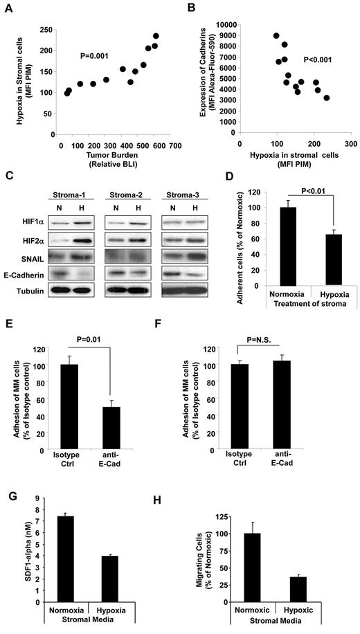 Figure 4. Effect of tumor progression on hypoxia and expression of E-cadherin in the BM microenvironment. (A) MNCs isolated from the BM of mice injected with MM1s. Different stages were analyzed and the hypoxic state of BM microenvironment was determined by flow cytometry as the MFI of PIM in GFP− cells. The correlation between hypoxia in the BM microenvironment and tumor progression (detected by BLI) demonstrates increased hypoxia in the microenvironment with tumor progression. (B) Correlation between expression of E-cadherin and level of hypoxia in BM microenvironment showing decreased expression of E-cadherin with hypoxia. (C) Effect of incubation of BMSCs (isolated from 3 different MM patients) under hypoxic conditions for 24 hours in vitro on expression of HIF1α, HIF2α, SNAIL, and E-cadherin in MM cells detected by immunoblotting. This shows increased expression of HIF1α, HIF2α, and SNAIL and decreased expression of E-cadherin in hypoxia. (D) The effect of incubation of BMSCs (isolated from 3 different MM patients) under hypoxic conditions for 24 hours in vitro on adhesion of MM cells to a monolayer of BMSCs. This shows decreased adhesion of MM cells to hypoxic BMSCs. The effect of treating stromal cells with E-cadherin–blocking Ab on adhesion of MM cells to stroma under normoxic (E) or hypoxic (F) conditions is shown. The blocking Ab decreased adhesion to normoxic but not to hypoxic stroma. (G) Effect of hypoxia on the secretion of SDF1α from MM stroma showing decreased secretion of SDF1α under hypoxic conditions. (H) The migration of MM cells to medium from normoxic and hypoxic stroma showing decreased migration of MM cells toward the medium from hypoxic stroma.