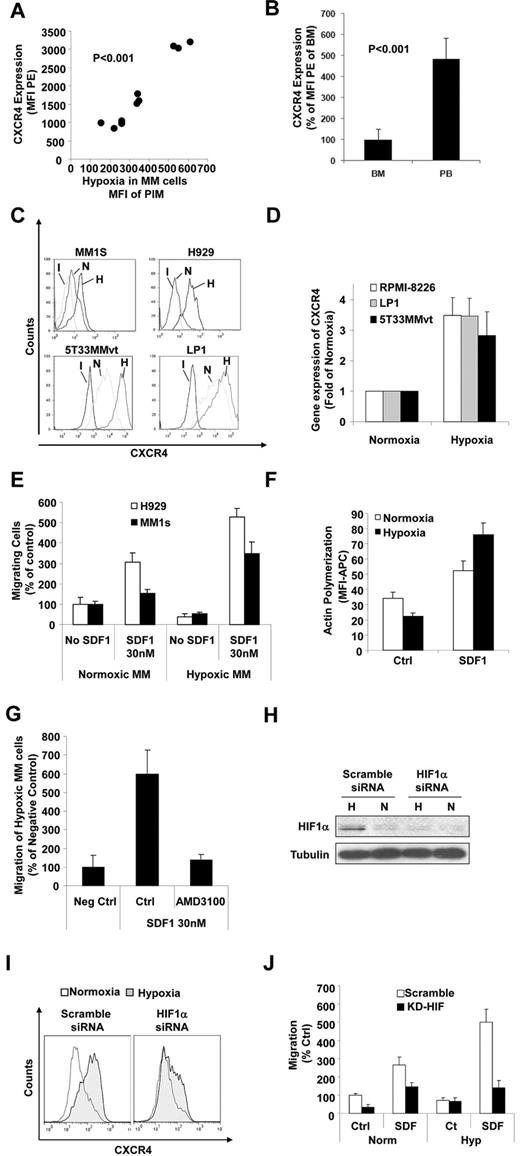 Figure 5. Effect of hypoxia on the expression of CXCR4 and chemotaxis of MM cells. (A) MM cells isolated from the BM of mice injected with MM1s cells at different tumor burden were analyzed for the expression of CXCR4 by flow cytometry and compared with the hypoxic state in these cells as shown by the MFI of PIM in the MM cells. This shows that the expression of CXCR4 increased significantly with the increase in hypoxia in MM cells. (B) Expression of CXCR4 in MM cells isolated from the PB and BM of mice injected with MM1s cells, which shows a higher expression of CXCR4 in circulating MM cells compared with MM cells residing in the BM. Shown is the effect of incubation of MM cells (MM1s and H929) under hypoxic conditions for 24 hours in vitro on the expression of CXCR4 in MM cells (MM1s, H929, U266, and 5T33MMvt) detected at the protein level by flow cytometry (C) or detected mRNA level by quantitative RT-PCR (D). This shows that hypoxia increased the expression of CXCR4 in MM cells. (E) Effect of incubation of MM cells (MM1s and H929) under hypoxic conditions for 24 hours in vitro on chemotaxis toward SDF1α and (F) actin polymerization showing a significant increase of chemotaxis and actin polymerization in hypoxic MM cells. (G) Effect of the CXCR4 inhibitor AMD1300 on chemotaxis of hypoxic MM cells. It can be seen that chemotaxis was abolished. (H) Knockdown of HIF1α in MM1s cells showing decreased expression of HIF1α under hypoxic conditions in cells transfected with HIF1α siRNA. (I) Effect of knockdown of HIF1α on the expression of CXCR4 induced by hypoxia. This shows that knockdown of HIF1α decreased the expression of CXCR4 induced by hypoxia. (J) The effect of knockdown of HIF1α on the increased chemotaxis induced by hypoxia. This shows that knockdown of HIF1α reversed the increase of chemotaxis in response to hypoxia.