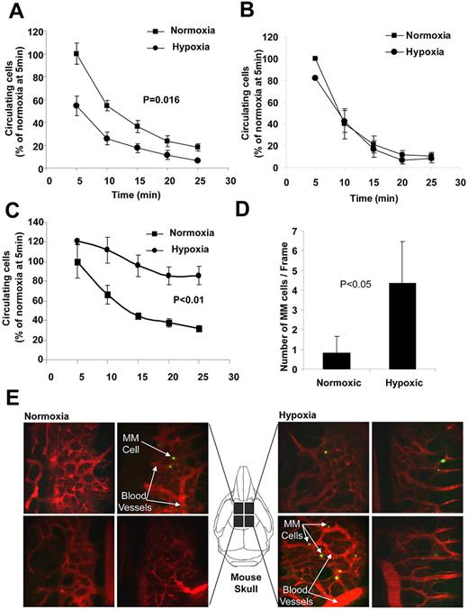 Figure 6. Effect of hypoxia on MM cell homing to the BM in vivo. (A) The effect of incubation of MM1s cells under hypoxic conditions for 24 hours in vitro on homing to the BM of mice after IV injection detected by in vivo flow cytometry. This showed that hypoxia accelerated the homing of MM cells to the BM. (B) Results of homing of MM1s cells with HIF1α knockdown incubated in hypoxic or normoxic conditions for 24 hours before injection into the tail veins of mice. Hypoxia did not accelerate homing of MM cells with knockdown of HIF1α. (C) Pretreatment of hypoxic and normoxic cells with the CXCR4 inhibitor reversed their homing. MM cells were incubated under hypoxic or normoxic conditions for 24 hours and injected into mice. (D) Homing of MM cells to the BM of mouse skulls was imaged 5-7 minutes after the injection using live in vivo confocal microscopy. This shows that hypoxia increased the number of MM cells that homed to the BM, shown as the mean number of MM cells in each frame or as representative images showing the increase in the number of hypoxic cells in BM niches compared with normoxic cells (E). Green indicates MM cells; red, blood vessels.