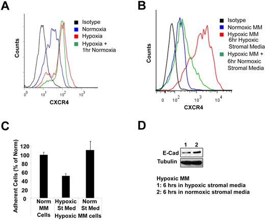 Figure 7. Recovery of hypoxic MM cells in a normoxic environment. (A) Hypoxic MM cells retained a high level of CXCR4 expression after exposure to 1 hour of normoxic levels of oxygen. (B) The decreased expression of CXCR4 in hypoxic MM cells after incubation for 6 hours in medium from normoxic stroma. (C) Increased adhesion properties of hypoxic MM cells after incubation for 6 hours in medium from normoxic stroma. (D) Increased E-cadherin expression in hypoxic MM cells after incubation for 6 hours in medium from normoxic stroma.