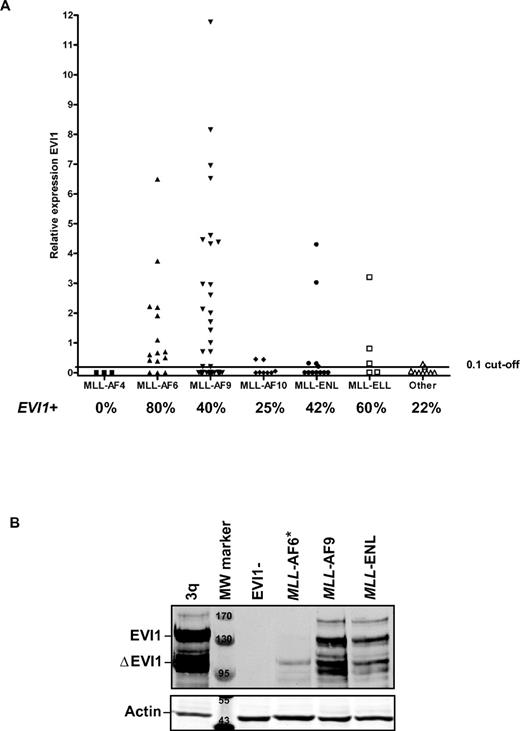 Figure 2. EVI1 is frequently expressed in MLL-rearranged leukemias. (A) Relative EVI1 expression of patients with different 11q23 aberrations, corresponding to MLL-AF4, MLL-AF6, MLL-AF9, MLL-AF10, MLL-ENL, and other MLL-fusions. A cutoff value of 0.1 relative to the calibrator ovarian carcinoma cell line SKOV3 was chosen to classify EVI1pos from EVI1neg cases.19 Per MLL translocation, the percentage (%) of EVI1pos patients is indicated. (B) EVI1 protein expression is shown in selected patient samples with MLL-rearranged leukemias. *For the MLL-AF6 sample, we observed EVI1 protein expression at longer exposure time. A 3q26/EVI1-rearranged AML and an EVI1-negative case served as, respectively, positive and negative control for EVI1 protein expression. Actin staining shows equal protein loading. MW marker indicates molecular weight marker; marking bands at, respectively 170, 130, 95 kDa on EVI1 Western and 55, 43 kDa on actin Western blot.