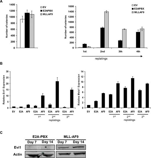 Figure 4. High Evi1 expression in MLL-AF9–transformed mononucleated normal mouse BM. (A) Transduction of normal mBM with MLL-AF9 leads to colony formation and sustained replating capacity compared with empty vector control (EV). Normal mBM transduced with E2A-PBX served as a positive control for transformation. Experiments were performed in triplicate and presented as average number of CFUs with SD. (B) Evi1 and Meis1 relative mRNA expression was determined from colonies at day 7, 14, or 21. An average of 3 measurements is depicted with SD. (C) Detection of Evi1 protein by Western blot analysis in lysates of pooled colonies from day 7 or 14. Blots were reprobed with an α-actin Ab to show equal protein loading.