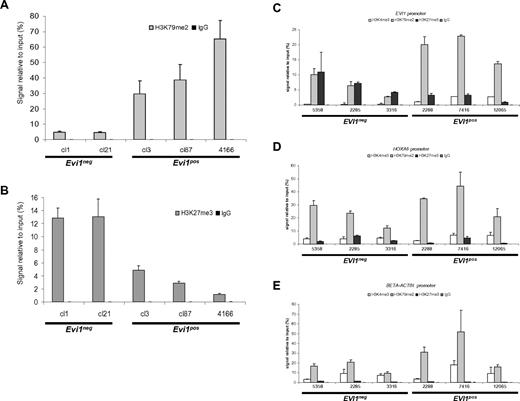 Figure 6. Enrichment of H3K79me2 on the Evi1 promoter of MLL-AF9–transformed cells. ChIP using (A) H3K79me2 and (B) H3K27me3 Abs showing enrichment of the H3K79me2 mark on the Evi1 promoter of Evi1pos vs Evi1neg clones. Conversely, the H3K27me3 mark is enriched on the Evi1 promoter of Evi1neg clones compared with Evi1pos MLL-AF9 clones. ChIP using H3K4me3, H3K79me2, and H3K27me3 Abs performed on 3 EVI1pos and 3 EVI1neg MLL-AF9 rearranged leukemias showed higher H3K79me2 marks present on the EVI1 promoter of EVI1pos MLL-AF9–rearranged human AMLs compared with EVI1neg cases. Q-PCRs were performed to monitor relative enrichment of each histone mark on the promoters of either (C) EVI1, (D) HoxA9 promoter, or (E) β-actin. Experiments show average relative enrichment with SD of either (A-B) 3 biologic replicates or (C-E) 2 independent ChIP pulldowns with triplicate Q-PCR measurements performed on the same cross-linked patient material.