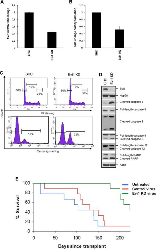 Figure 7. Evi1 knockdown (KD) in MLL-AF9 cell line 4166 leads to reduced growth in vitro and in vivo. Transduction of 4166 with lentiviral vectors containing shRNA against Evi1 leads to reduced (A) Evi1 mRNA and (D top) protein expression. (B) Reduced Evi1 levels were accompanied with a significant reduction of colony formation. Fold change of 4 experiments (mean + SD) is shown for panels A and B. (C) Evi1 shRNA-mediated inhibition of cell growth was attributed to (bottom panel) an induction of apoptosis, (top panel) with no changes in cell-cycle profile. (D) Western blotting shows an increase of (pro)apoptotic markers after knockdown of Evi1. HSP90 and actin were used to show equal cell viability and loading of protein lysates. SHC indicates short hairpin control. (E) Survival curve of lethally irradiated mice transplanted with 1 × 105 4166 cells, transduced with either Evi1 shRNA or control virus supplemented with 5 × 105 normal mBM cells. As a control group, untreated 4166 cells were transplanted to monitor offset of normal 4166-mediated MLL-AF9 tumorigenesis. All 3 groups contained 9 mice each. By posttransplantation day 170, the majority of the mice in the untreated (8 of 9) or control virus (8 of 9) transduced group had succumbed to leukemia, while all mice receiving Evi1 shRNA-transduced cells were still alive. Leukemia development was significantly delayed in animals receiving Evi1 shRNA-transduced 4166 cells (log-rank P < .001) with 44% of the mice being long-term survivors.