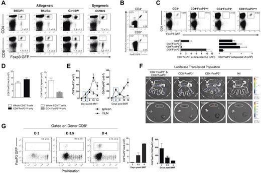 Figure 1. CD8+FoxP3+ differentiate after allogeneic transplantation from CD8+FoxP3− in the mLN. (A) After lethal irradiation at day −1, BM and T cells from B6.FoxP3-GFP donors were transplanted into B6D2F1, BALB/c, C3H.SW, or C57Bl6 recipients. At day 12 after transplantation, CD4+FoxP3+ and CD8+FoxP3+ were analyzed in the spleen, pLN, and mLN. Representative plots of total live cells in the pLN are shown. Experiment was performed 3 times (n = 10, 7, 7, 6). (B) After lethal irradiation at day −1, BM and T cells from B6.FoxP3-GFP donors were transplanted into B6D2F1 recipients. Spleens were stained for intracellular FoxP3 at day 5 after transplantation. (C) After lethal irradiation at day −1, BM and T cells were transplanted from PTPrca donors at day 0. Sorted cell populations (CD3+, CD4+FoxP3−, CD4+FoxP3+, or CD8+FoxP3−) from B6.FoxP3-GFP donors were also transplanted with the donor graft. At day 12 after transplantation, CD8+FoxP3+ conversion was analyzed in the spleen and pLN. Representative plots of total live cells from peripheral LN are shown from 2 experiments; n = 6 per group. (D) Recipients were transplanted and analyzed as in panel C; however, CD8+FoxP3− and CD4+FoxP3− were matched to that within the whole CD3+ graft. Experiment was performed twice with results displayed as mean ± SEM; n = 6 per group. (E) At day 0, BM and T cells from B6.FoxP3-GFP donors were transplanted into lethally irradiated B6D2F1 recipients. At time points shown, spleen, and mLN were analyzed for CD4+FoxP3+ and CD8+FoxP3+cells. Combined data from 2 experiments; n = 6 per group. (F) After lethal irradiation on day −1, recipients were transplanted with the following grafts: (1) WT CD4+ T cells and WT CD8+ T cells, (2) WT CD4+ T cells and B6.FoxP3-luc+ CD8+ T cells, (3) B6.FoxP3-luc+ CD4+ T cells and WT CD8+ T cells, or (4) B6.FoxP3-luc+ CD4+ T cells and B6.FoxP3-luc+ CD8+ T cells. Recipients were culled at day 4 after transplantation, 5 minutes after luciferin injection, and the spleen, inguinal LN, liver, thymus, lung, and gut removed and imaged individually. Representative images from 2 experiments are shown (n = 6 per group). (G) Mice were transplanted as in panel E; however, donor T cells were labeled with Cell Trace violet proliferation dye and mLN analyzed for CD8 Treg conversion. Representative plots gated on live donor CD8+ T cells are shown, with numbers in graph showing mean ± SEM.