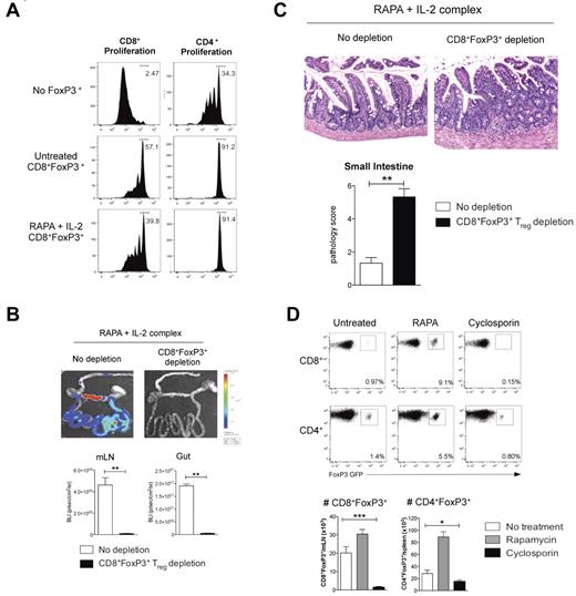 Figure 7. RAPA and IL-2 Ab complex expanded CD8+FoxP3+ Treg are functional and protect from gut GVHD. (A) Recipient B6D2F1 mice were lethally irradiated and 24 hours later transplanted with BM and T cells from B6.FoxP3-GFP mice. Recipients received RAPA daily (1.5 mg/kg intraperitoneally) and IL-2 Ab complexes at day 0 and day 4 after transplantation. At day 7 after transplantation, LN and spleens were removed, CD8+Foxp3+ cells sorted and cultured with CFSE-labeled CD45.1+CD3+ T cells, CD45.2+ DCs, and 1 μg/mL CD3 with CFSE dilution quantified in CD45.1+ cells 3 days later. (B) B6D2F1 recipients were lethally irradiated and received BM and 0.5 × 106 sorted CD4+FoxP3− T cells from B6.FoxP3-GFP donors in conjunction with 3 × 106 sorted CD8+FoxP3− cells from FoxP3.LuciDTR-4 donors (luciferase, GFP, and the DT receptor-driven of the FoxP3 promoter). All recipients received RAPA (daily) and IL-2 Ab complexes (day 0 and day 4). DT (160 ng intraperitoneally) or saline was administered daily from day 3 until day 6. Bioluminescent imaging was performed and quantified at day 7; n = 6 per group. **P < .01. (C) Representative images of small intestine taken at day 7 after transplantation (original magnification ×200) and GVHD histopathology scores; n = 6 per group. **P < .01. (D) B6D2F1 recipients were lethally irradiated and 24 hours later transplanted with BM and T cells from B6.FoxP3-GFP mice. Recipients received RAPA or cyclosporine daily. Spleen and mLN were removed at day 7 after transplantation and FoxP3+ populations analyzed. Representative plots are shown of the mLN for CD8+ enumeration or the spleen for CD4+ enumeration. Absolute numbers were quantitated, and graphs represent mean ± SEM; n = 7 or 8 per group. *P < .05. ***P < .005.