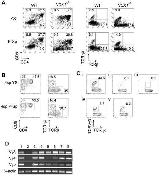 Figure 1. YS and P-Sp have autonomous T-cell potential. (A) E9.5 YS and P-Sp cells from WT and Ncx1−/− embryos were plated on OP9-DL1 stromal cells with added IL-7. After 10-14 days of coculture, CD4+CD8+ DP cells as well as TCRβ and TCRγδ+ were produced in each culture. (B) YS and P-Sp cells at 4-sp stage also produced DP as well as CD8+ cells in OP9-DL1 coculture. Representative FACS dot plots are depicted for n = 5 in each YS and P-Sp grouping. (C) TCRVγ3 expression was examined by flow cytometry with (i) E15.5 fetal thymocytes, (ii) cells derived from E14.5 fetal liver lin−c-kit+Sca-1+ (KSL) cells in OP9-DL1 culture, (iii) cells derived from adult BM KSL cells in OP9-DL1 culture, (iv) E9.5 YS-derived cells, and (v) E9.5 P-Sp–derived cells. TCRγδ+ cells were gated for each dot plot analysis. (D) RT-PCR analysis detecting TCR Vγ3, Vγ4, and Vγ5 transcripts. (1) Day 10 neonatal thymocytes, (2) E15.5 thymocytes, and cultured cells in OP9-DL1 derived from (3) 4 sp YS, (4) 4 sp P-Sp, (5) E9.5 YS, (6) E9.5 P-Sp, (7) E14.5 fetal liver KSL, and (8) E15.5 fetal liver common lymphoid progenitor (CLP) cells.