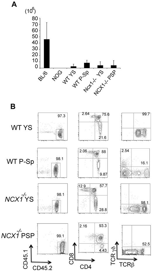 Figure 3. Recipient thymus was transiently reconstituted by YS/P-Sp–derived progenitor cells. (A) YS and P-Sp cells from Ncx1−/− and WT embryos were cocultured with OP9-DL1 for 10-12 days and transplanted into the peritoneal cavity of sublethally irradiated NOG neonates. Two weeks after injection, recipient thymuses were analyzed. Although there was no apparent structural thymus in NOG neonates, mice that received a transplant display an identifiable thymus that contains ∼ 1 × 106 cells. When analyzed at 14 weeks after injection, no thymus was detected in any mice that received a transplant (Table 1). The cell numbers of the thymus from C57BL/6 mice that did not receive a transplant were enumerated as a control. (B) FACS analysis of reconstituted thymus from recipient mice. All the thymocytes were donor derived and consisted of CD4+CD8+ DP cells as well as CD4+ SP and CD8+ SP cells, with TCRβ expression. The number of mice that received a transplant is shown in Table 1.