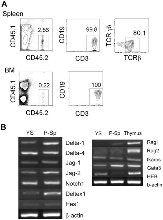 Figure 6. YS contains unipotent T-cell progenitors that can engraft in the NOG neonates. (A) E9.5 YS reconstituted only T cells in the recipient spleen and BM on transplantation. Most of CD3+ cells were TCRβ+. The representative FACS dot plots from a recipient mouse 9 months after transplantation are depicted. The number of mice that received a transplant is shown in supplemental Table 3. (B) RT-PCR was performed with E9.5 WT YS and P-Sp for Notch ligand. The expression of Notch signaling genes (B left panel) and of genes that are important for T lymphoid development (B right panel) are shown.