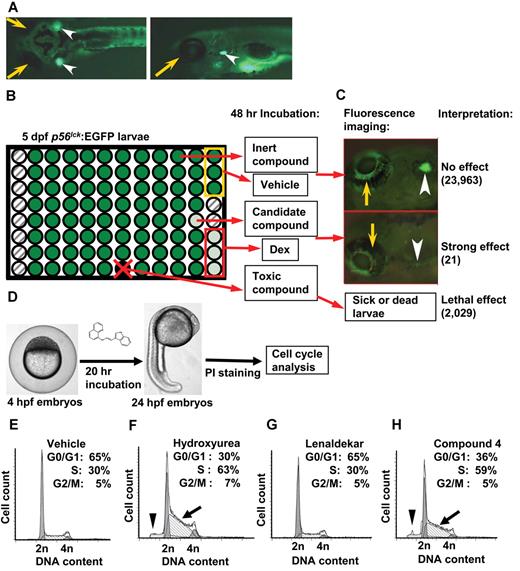 Figure 1. Zebrafish drug screen identifies anti–T-cell compounds. Zebrafish larvae carrying the T-cell specific lck:EGFP transgene were used for screening of a small molecule library for anti–T-cell effect. (A) Dorsal (left) and lateral (right) views of 5 days post fertilization (dpf) normal healthy lck:EGFP larva (yellow arrow indicates eye; and arrowhead, thymus). (B) Three 5-dpf larvae per well in 96-well format were treated with compounds, DMSO (vehicle, yellow box) and dexamethasone (Dex; positive control, red box). Fluorescence emission was evaluated after 48 hours: no effect/normal fluorescence (dark green), strong effect (light green), toxic effect (black well/red x), and empty well (hatched). (C) Examples of strong (bottom) and no effect (top). Of 26 400 compounds screened, 387 compounds with weak reduction of thymus fluorescence were also identified. (D) Twenty-one compounds with strong effect on survival of immature T cells were tested for cell cycle effects in nonlymphoid cells. Four hours postfertilization (hpf) zebrafish larvae were incubated in candidate compounds for 20 hours, dissociated into single-cell suspensions, stained with propidium iodide (PI) and subjected to flow cytometry. (E) Representative cell cycle profile for DMSO vehicle-treated embryos. (F) Hydroxyurea-treated embryos show S-phase arrest (arrow) as well as sub-G1 peak (arrowhead). (G) Lenaldekar (5μM) shows a cell cycle profile similar to that of control embryos. (H) Compound 4 shows S-phase arrest (arrow) and sub-G1 peak (arrowhead); 2n indicates G0/G1 phase; 4n, G2/M phase; and between 2n and 4n, S phase. (A-C) Images were acquired at room temperature using Olympus MVX10 microscope with MV PLAPO 1× lens (Olympus). Camera used was Diagnostic Instruments model 14.2 Color Mosaic Insight FireWire SPOT. Acquisition software used was SPOT Alias Version 4.6 software, 2000 ms exposure with no binning, γ = 1.0. Fluorescence excitation light source was EXFO X-Cite Series 120. (D) Microscope used was Nikon Eclipse E600 with Nikon Plan APO 4× lens at room temperature. Camera used was CRI Nuance multispectral imaging system model N-MSI-420-FL. SPOT Advanced Version 4.6 acquisition software was used.