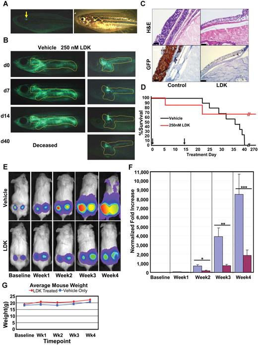 Figure 3. LDK treatment inhibits tumor progession in 2 in vivo models of T-ALL. (A-D) Adult rag2:cMYC-ER/lck:EGFP transgenic zebrafish with T-cell leukemia infiltration (outline) were treated with DMSO vehicle (n = 10) or 250nM LDK (n = 20) dissolved in E3 fish water over a 2-week period. As continuous exposure to LDK had toxic side effects, fish were subjected to a well-tolerated 2-day on drug/1-day off drug treatment regimen before being taken off drug altogether after day 14. (A) Fluorescence (left) and bright field (right) imaging of normal healthy adult rag2:cMYC-ER/lck:EGFP transgenic fish (arrow indicates normal T-cell fluorescence in thymus). (B) Treatment outcome of leukemic zebrafish incubated in DMSO vehicle only or 250nM LDK. One representative fish shown per treatment. (C) Vehicle control (left panels) and LDK treated (right panels) leukemic fish were sectioned and stained with H&E (top panels) as well as immunohistochemistry staining for GFP (bottom panels). Scale bars, 10 μm. (D) Kaplan-Meier survival plot shows superior survival of LDK-treated fish. Although all vehicle-treated fish (10/10) had expired by day 40, 67% of LDK-treated fish (13/20) were alive at day 270 (256 days after treatment). Three LDK-treated fish expired of unknown causes. Arrows indicate start and end time points of treatment. (E-G) LDK treatment inhibits tumor growth in a mouse xenograft model of T-ALL. Thirty male NOD-SCID mice were injected in each flank with 5 × 105 luciferase-transduced CCRF-CEM T-ALL cells. Cells were then allowed to engraft for 3 days before first bioluminescence measurement. The mice were then divided into 2 groups of 15 mice each and treated twice daily via intraperitoneal injection with either LDK (16 mg/kg) or vehicle only. Bioluminescence was assessed weekly with a CCD camera. (E) Representative pictures for tumor progression in vehicle control (top) versus LDK-treated (bottom) mice. (F) Increase in tumor bioluminescence of vehicle and LDK-treated mice, normalized to baseline. (*P = .0265, **P = .0006, ***P = .0304). (G) Average weight of LDK-treated (red line) versus vehicle only (blue line) treated mice. Error bars = SEM. (A-B) Images were acquired at room temperature using the Olympus MVX10 microscope with MV PLAPO 1× lens (Olympus). Camera used was Diagnostic Instruments model 14.2 Color Mosaic Insight FireWire SPOT. SPOT Alias Version 4.6 acquisition software was used, 2000 ms exposure with no binning, γ = 1.0. Fluorescence excitation light source was EXFO X-Cite Series 120. (C) Images were obtained using automated immunostainer (BenchMark XT; Ventana Medical Systems) followed by IView DAB detection (Ventana Medical Systems). (E) Mouse images and tumor emittance data were collected at 37°C using the XENOGEN IVIS 100 imaging system (Caliper Life Sciences) with Spectral Instruments 600 Series camera controller. Mouse images were processed and analyzed for quantitative emittance using Living Image Version 2.50.2 software (Caliper Life Sciences).