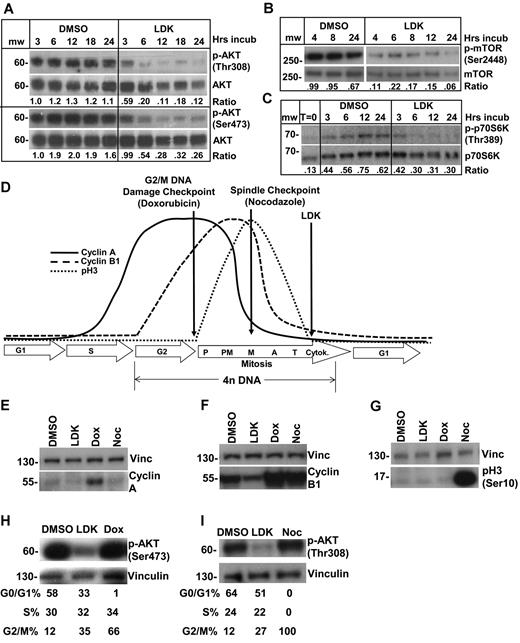 Figure 4. LDK down-regulates phosphorylation of targets in the PI3K/AKT/mTOR pathway and causes late mitosis arrest in treated cells. (A-C) Jurkat cells were treated with 10μM LDK for the indicated durations then probed for phospho as well as total proteins by Western blot. Densitometric ratio of phospho to total protein is indicated below the paired panels. (A) LDK treatment reduces phosphorylation of AKT at Thr308 and Ser473. (B) LDK treatment reduces phosphorylation of mTOR. (C) LDK treatment reduces serum-induced phosphorylation of mTOR downstream target, p70S6 kinase, at 6 hours of treatment. Note that LDK did not prevent serum-induced phosphorylation of p70S6K at 3 hours. (cropped, noncontiguous sections of same gels are shown for panels A-C). (D-G) Western blot assessment of LDK-treated Jurkat cells indicates that the G2/M block occurs after anaphase. (D) Schematic of cyclin A and B1 as well as phospho-histone H3 (pH3) temporal expression patterns observed during the mammalian cell cycle. (E-G) Western blot assessment of LDK (10μM) treated cells indicates that neither cyclin A, cyclin B1, nor pH3 accumulate in treated cells. Treatment durations were 24 hours for E and 16 hours for panels F and G. Dox indicates100nM doxorubicin; Noc, 1μM nocodazolel; and dox and noc, positive control. (H-I) Western blot assessment of Jurkat cells treated with the inhibitors doxorubicin and nocodazole indicates that these inhibitors do not cause dephosphorylation of AKT. (E-I) Vinc indicates vinculin loading control, noncontiguous sections of same gel. Western blots were scanned at room temperature using Epson Expression 1680 scanner and software, 16-bit grayscale acquisition, 300 dpi resolution. Image processing was done using Adobe Photoshop 9.0.2.