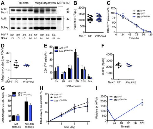 Figure 1. Loss of Mcl-1 does not affect platelet production. (A) Western blot of protein lysates from platelets and fetal liver–derived megakaryocytes. E13.5 fetal liver cells were cultured in SFM in thrombopoietin for 5 days, and then large megakaryocytes were purified from a BSA gradient. Mcl-1 was efficiently deleted in mouse megakaryocytes. Its loss did not influence Bcl-xL protein levels. Mcl-1 expression was below detection level in control blood platelets under the conditions used. Δ/Δ indicates platelet factor 4 (Pf4) Cre-specific deletion. Actin was used as a control for protein loading. Negative control for Bcl-xL was Bcl-x−/− mouse embryonic fibroblast (MEF) lysate. (B) Blood platelet counts were normal in Mcl-1Pf4Δ/Pf4Δ mice and Mcl-1fl/fl control mice at 7 weeks of age. Data represent mean ± SD. Each symbol represents an individual mouse. (C) Platelet survival curves in Mcl-1Pf4Δ/Pf4Δ, Mcl-1fl/fl, and Mcl-1+/+ mice. Platelets were labeled via IV injection of a DyLight 488–conjugated anti-GPIbβ (CD42c) Ab. Data represent mean ± SD n = 4 Mcl-1+/+; n = 5 Mcl-1Pf4Δ/Pf4Δ; n = 1 Mcl-1fl/fl mice per group. (D) Morphologically recognizable megakaryocytes in H&E-stained sections of BM from Mcl-1Pf4Δ/Pf4Δ and Mcl-1fl/fl mice. Each symbol represents the mean number per field of view (FOV; ×200) from 5 fields per individual mouse. Data represent overall mean ± SD. (E) Ploidy distribution profile of CD41+ BM cells in Mcl-1Pf4Δ/Pf4Δ and Mcl-1fl/fl mice determined by flow cytometry. Data represent mean ± SD; n = 4-6 mice per genotype. (F) Serum thrombopoietin levels in Mcl-1Pf4Δ/Pf4Δ and Mcl-1fl/fl mice. Each symbol represents an individual mouse. Data represent mean ± SD. (G) Hematopoietic progenitor cell numbers in adult mice. Twenty-five thousand BM cells were cultured with stem cell factor, IL-3, and erythropoietin in semisolid agar for 7 days. Non-megakaryocyte (MK) colonies represent the total of blast, granulocyte, mixed granulocyte/macrophage, macrophage, and eosinophil colonies. Data represent ± SEM n = 2 Mcl-1fl/fl; n = 3, Mcl-1Pf4Δ/Pf4Δ. (H) Proplatelet formation in cultured megakaryocytes (MK). E13.5 fetal liver cells were cultured in SFM in thrombopoietin for 3 days. On day 4, large megakaryocytes were purified from a BSA gradient and reseeded to investigate proplatelet formation. Data are presented as the percentage of proplatelet forming megakaryocytes per day and represent mean ± SEM, n = 5 Mcl-1+/+; n = 5, Mcl-1Pf4Δ/Pf4Δ; n = 3, Mcl-1fl/fl biological replicates. (I) Blood platelet counts in response to antiplatelet serum (APS)–induced thrombocytopenia. No significant difference was detected. Data represent mean ± SD; n = 5 mice per genotype at each time point.