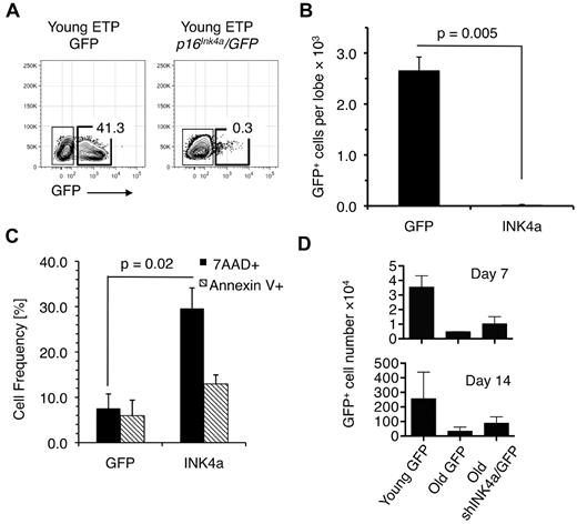 Figure 2. Ectopic expression of Ink4a in young ETPs causes reduced cell production. (A) Representative FACS plots showing that young ETPs transduced with Ink4a/GFP did not generate thymocytes in fetal thymic cultures compared with young ETPs transduced with GFP alone. Plots are representative of 3 independent experiments. (B) Number of GFP- and p16Ink4a/GFP-expressing thymocytes recovered from the fetal thymic cultures shown in panel A. (C) Frequencies of 7-amino-actinomycin D+ (dead) and annexin V+ (apoptotic) cells in cell suspensions harvested from cultures established by seeding Ink4a/GFP- or GFP-only–transduced young ETPs on OP9-Δ1 stromal cells 2 weeks after seeding. Average frequencies ± SEM are based on data pooled from 3 independent experiments. (D) GFP+ cell recovery from cultures established by seeding young (4-6 weeks) and old (18 months) ETPs transduced with shInk4a/GFP- or GFP-only–containing retroviral vectors onto OP9-Δ1 stromal cell layers. Cell recovery was determined 7 and 14 days after seeding. The mean ± SEM based on 3 independent experiments is shown.