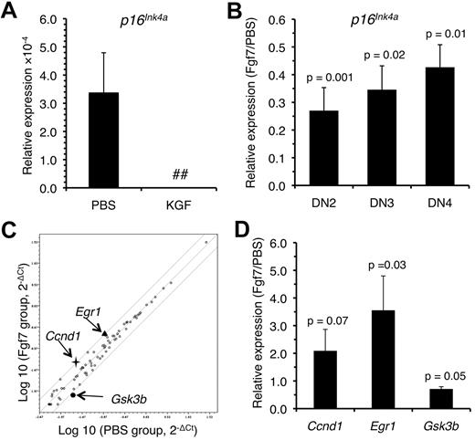 Figure 4. Expression of Ink4a is down-regulated in ETPs isolated from old Fgf7-treated mice. Levels of Ink4a expression in ETPs (A) and the indicated DN populations (B) after Fgf7 treatment. Cells were isolated from 15- to 18-month-old mice 15 days after 1 round of Fgf7 treatment and gene expression was examined by qRT-PCR. (C) Expression of cell cycle–related genes in ETPs from the mice described in panel A as determined with the mouse cellular senescence RT2 PCR array PAMM-050A-2 (QIAGEN). (D) The changes in gene expression observed with the array were validated by qRT-PCR. P values for the differences in expression levels between ETPs isolated from Fgf7- and PBS-treated mice are indicated. All experiments were performed in triplicate and data are expressed as means ± SD. ## indicates not detectable.