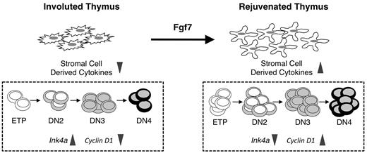 Figure 6. Model for Fgf7 actions in the involuted thymus. (Left) The number and quality of thymic epithelial cells are reduced in the involuted thymus. As a result, the production of epithelial-derived thymopoietic factors is attenuated. In this environment, ETPs and their downstream progenitors display an aging phenotype characterized by increased Ink4a expression and reduced proliferation. (Right) Fgf7 binds to thymic epithelial cells and induces them to secrete various cytokines. These in turn act on thymocytes and mediate down-regulation of Ink4a expression. As a result, the proliferative potential of ETPs and DN cells is partially restored and the number of T-cell progenitors is increased.