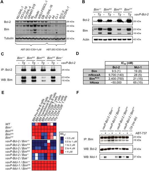 Figure 4. Sensitization of vav-Bcl-2 lymphocytes to ABT-737 requires the binding of Bim to Mcl-1. (A) Western blot analysis of NHL cell lines having higher or lower levels of Bcl-2 RNA by microarray analysis (Figure 1). Those expressing higher levels of Bcl-2 protein are sensitive to ABT-263 and express higher levels of Bim. (B) Expression of Bcl-2 and Bim in vavP–Bcl-2/Bim+/+, vavP–Bcl-2/BimB/B, vavP–Bcl-2/BimN/N, and vavP–Bcl-2/BimP/P thymocytes was determined by Western blotting. (C) Thymocyte lysates were prepared and the protein complexes were analyzed by immunoprecipitation and Western blotting. (D) Affinities of Bim and Noxa BH3 peptides for mouse Bcl-2 and mouse Mcl-1 were determined by solution competition assay using a Biacore optical biosensor. Numbers in brackets represent standard deviations for n = 2 to 4 experiments. (E) The sensitivity of BM-derived B cells and thymocytes of the indicated genotypes to ABT-737 was measured and data are represented in a heat map as described in Figure 2. Results represent the mean of at least 3 independent experiments per genotype (detailed in supplemental Table 1). Restricting the binding specificity of Bim to that of Bad renders all cell types resistant to ABT-737, regardless of Bcl-2 overexpression. As a control, the BH3 mutations in Bim did not affect the resistance of vavP-Mcl-1–transgenic cells to ABT-737–induced cell death (vavP–Mcl-1/BimB/B and vavP–Mcl-1/BimN/N). (F) Thymocytes from vavP–Bcl-2/Bim+/+ mice were treated with ABT-737 (1μM) for 5 hours before Bim immunoprecipitation. The composition of the protein complexes was analyzed by Western blotting.