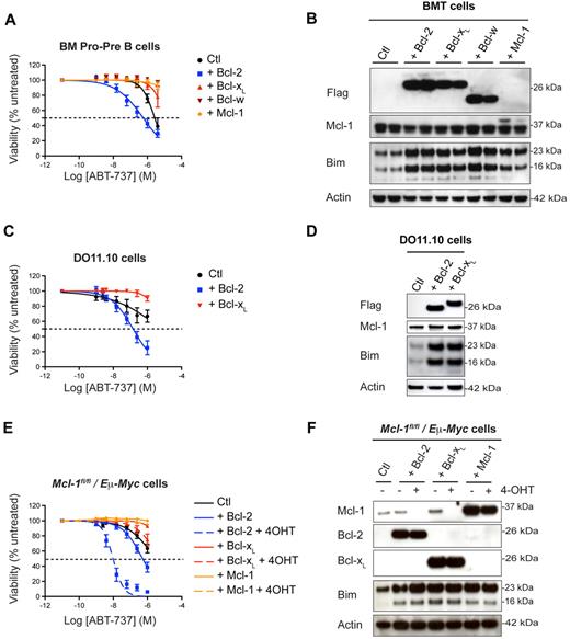 Figure 5. Bcl-xL and Bcl-w overexpression protects against ABT-737 induced cell death. (A) WT fetal liver cells retrovirally transduced with pMIG–Bcl-2, pMIG–Bcl-xL, pMIG–Bcl-w, pMIG-Mcl1, or control pMIG vectors were transplanted into lethally irradiated recipient mice (n = 5 per group). Lymphocytes were harvested 8 weeks later and treated in culture with ABT-737. The reminder of the results are shown as a heat map in supplemental Figure 3A. (B) Overexpression of Bcl-2, Bcl-xL, Bcl-w, or Mcl-1 in lymphocytes is accompanied by an increase in Bim as assessed by Western blotting. For a reason that is unclear, the Flag-tagged version of Mcl-1 is very difficult to detect with our anti-Flag antibody, but is detected with the anti–Mcl-1 antibody as a slower moving band. (C) Murine DO11.10 T hybridoma cells stably transfected with pEF–mBcl-2, pEF–mBcl-xL or control pEF vectors were challenged with increasing concentrations of ABT-737 for 24 hours. (D) Increase in Bim levels on overexpression of Bcl-2 or Bcl-xL in DO11.10 cells as revealed by Western blotting. (E) Mcl-1fl/fl/Eμ-Myc lymphoma cells retrovirally transduced with pMIG–Bcl-2, pMIG–Bcl-xL, pMIG–Mcl-1 or control pMIG vectors were treated for 3 days with 4-OHT to remove endogenous Mcl-1 before being exposed to ABT-737. These experiments have been reproduced using an independent Mcl-1fl/fl/Eμ-Myc lymphoma line. (F) The corresponding levels of Mcl-1, Bcl-2, Bcl-xL, and Bim were determined by Western blotting.