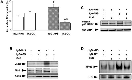 Figure 5. Effects of CoQ10 on IgG-APS–induced expression of prothrombotic markers and intracellular pathways. (A) Cell surface TF expression in monocytes treated with IgG-APS or IgG-NHS in the presence or in the absence of CoQ10. Values are means and SEM from 4 independent experiments. (B-D) Representative electrophoretic mobility shift assay and Western blotting results from 4 separate experiments showing, respectively, VEGF and Flt1 expression, p38 MAPK activity, and NF-κB binding activity after the treatments indicated. Significant differences (at P < .05) versus monocytes treated with IgG-NHS (a) and versus IgG-APS–treated cells (b).
