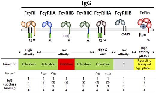Figure 1. Human IgG receptors. Schematic representation of human IgG receptors at the cell membrane (gray bar) and their association or not to the FcRγ-chain dimer (black). Green boxes represent ITAMs; and the white box, the ITIM. Binding of a human IgG subclass is indicated in bold (high affinity), plain (low affinity), or between parentheses (very low affinity). - indicates no binding.