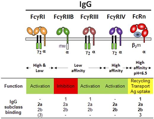 Figure 2. Mouse IgG receptors. Schematic representation of mouse IgG receptors at the cell membrane (gray bar) and their association or not to the FcRγ-chain dimer (black). Green boxes represent ITAMs; and the white box, the ITIM. Binding of a mouse IgG subclass is indicated in bold (high affinity), plain (low affinity), or between parentheses (very low affinity). - indicates no binding.