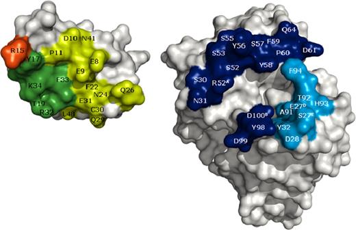 Figure 1. Open-book representation of mAb 2021 epitope and paratope. (Left) KPI-2 and (right) Fab 2021 are shown as surface representations. Residues colored on KPI-2 represent epitope residues. Dark green and red represent epitope residues overlapping with the predicted FXa-binding site. The overlap between the epitope and FXa-binding site include amino acid residue R15 (red), the key residue for inhibition of FXa. Heavy and light chain paratope residues are on Fab 2021 represented by dark and light blue, respectively.