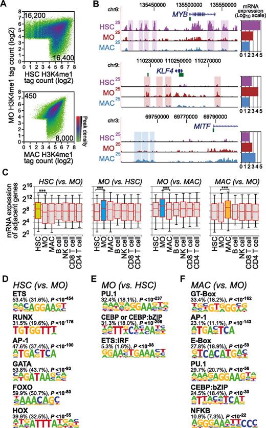 Figure 1. Characterization of putative enhancer regions marked by cell stage–specific H3K4me1 during macrophage differentiation. (A) H3K4me1 ChIP-seq tag counts for peak regions are compared between macrophage differentiation stages (HSC, CD133+ HSCs; MO, monocytes; MAC, macrophages) in a density plot. The colors represent the relative density of peaks in each location within the density plot. Numbers in corners refer to the number of cell type–specific promoter-distal H3K4me1 sites (± 3 kb from RefSeq-annotated TSS). (B) Genome browser tracks for 3 transcription factors genes with cell stage–specific expression patterns. Boxes indicate promoter distal (based on RefSeq gene annotation), cell stage–specific H3K4me1-marked regions representing putative enhancer regions. Bar charts on the right show microarray-based mean expression values (log10 scale) for each gene in each cell type. Coloring indicates cell types (HSCs, purple; MOs, dark red; MACs, blue). (C) Box plots showing the distribution of mRNA expression levels (HSC, CD34+ HSCs; MO, monocytes; MAC, macrophages; and lymphoid cell types as indicated) for RefSeq genes adjacent to differentiation stage-specific promoter distal H3K4me1 peak regions. Cell types showing cell-stage specificity are indicated by colored boxes (HSCs, green; MOs, blue; MACs, orange). Solid bars of boxes display the interquartile ranges (25%-75%) with an intersection as the median; whiskers, 5th and 95th percentiles. Pairwise comparisons of mRNA expression levels for the indicated cell types are significant (***P < .001 by Student t test, paired, 2-sided). (D-F) De novo–extracted sequence motifs associated with differentiation stage–specific H3K4me1 peak regions. Motifs were assigned to transcription factors or transcription factor families based on similarity with known motif matrices. In addition, the fraction of H3K4me1 regions (1 kb) containing at least 1 motif instance, the expected frequency of the motif in random sequences (in parentheses), and P values (hypergeometric) for the overrepresentation of each motif are given.