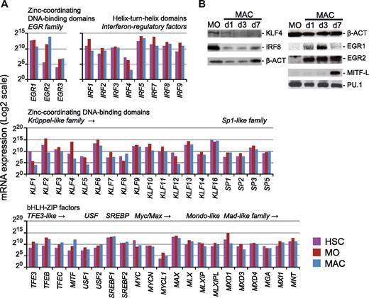 Figure 3. Expression of motif-corresponding candidate transcription factors. (A) Shown are mRNA expression profiles for members of the bHLH-ZIP, IRF, and zinc finger gene families based on published microarray data for HSCs, MOs, and MACs.21 (Expression profiles for the bZIP, ETS, HOX, E2F, RUNX, and GATA gene families are found in supplemental Figure 3.) Classification of transcription factors is based on the properties of their DNA-binding domains (http://www.edgar-wingender.de/TFclass.html). Only genes with detectable expression are shown. Cell types are indicated by coloring (HSCs, purple; MOs, dark red; MACs, blue). (B) Western blot analysis of candidate transcription factor protein expression during human monocytic differentiation in vitro.