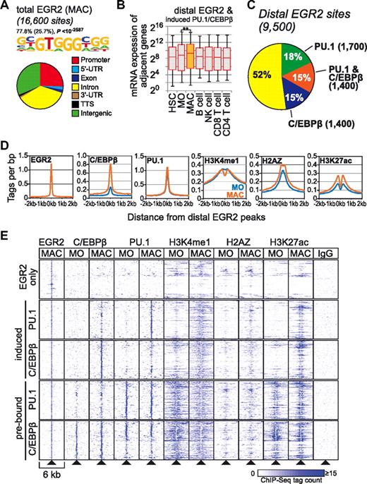 Figure 5. EGR2 is associated with the macrophage-specific epigenetic enhancer signature. (A) De novo–extracted consensus motif for EGR2-bound sites and genomic distribution of total transcription factor–bound sites depicted as a pie chart. (B) Box plots showing the distribution of mRNA expression levels for genes adjacent to the 1800 EGR2 peak regions that also gained PU.1 or C/EBPβ in macrophages (indicated by orange). Solid bars of boxes display the interquartile ranges (25%-75%) with an intersection as the median; whiskers, 5th and 95th percentiles. Pairwise comparisons of mRNA expression levels for the indicated cell types are significant (**P < .01 by Student t test, paired, 2-sided). (C) Pie chart depicting the overlap of EGR2, PU.1, and C/EBPβ peaks within 200 bp of centered EGR2 ChIP-seq peaks. (D) Histograms for genomic distance distributions of tag counts for macrophage (MAC) EGR2 and monocyte (MO) and MAC PU.1, C/EBPβ, H3K4me1, H3K27ac, and H2AZ centered across macrophage-specific EGR2-bound sites across a 4-kb genomic region. (E) Promoter distal (according to RefSeq annotation) EGR2 peaks were subdivided into groups that showed induced binding for PU.1 and C/EBPβ, were already preoccupied by 1 of the 2 factors in monocytes, or were not co-bound by PU.1 or C/EBPβ. Regions (6-kb-wide, 500 of each group) centered on EGR2-bound peaks were clustered according to their C/EBPβ, PU.1, H3K4me1, H2AZ, and H3K27ac ChIP-seq profiles in monocytes and macrophages and results are presented as heat maps.