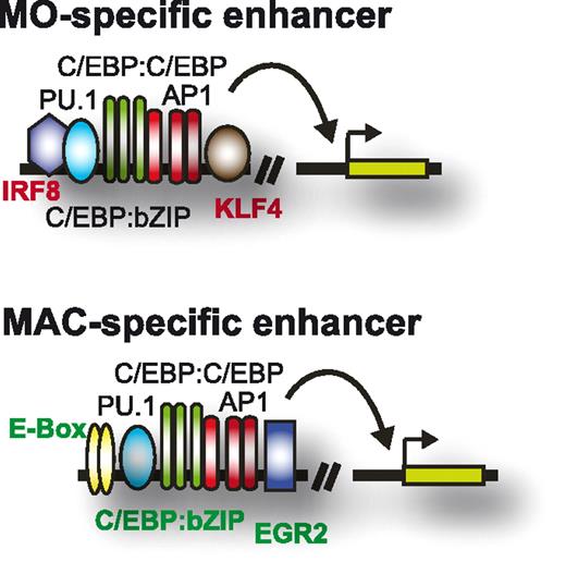 Figure 8. Enhancer signatures in human monocytes and macrophages. Schematic depicting the transcription factor repertoire-shaping enhancers in human monocytes and macrophages.
