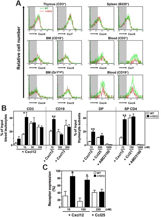 Figure 1. Exacerbated Cxcl12-induced chemotaxis of Cxcr4+/1013 leukocytes. (A) Cxc and Cc receptors expression on gated thymocytes (CD3+), BM B cells (CD19+) and neutrophils (SSChighGr1high), spleen B cells (B220+), and blood T (CD3+) and B (CD19+) cells from WT and Cxcr4+/1013 (+/1013) mice. Background fluorescence is shown (shaded area). (B) Migration of blood T and B cells (left) and of double-positive (DP) and single-positive (SP) CD4+ thymocytes (right) in response to Cxcl12 (with or without AMD3100), Cxcl13, Ccl21, or Ccl25. (C) Cell surface expression of Cxcr4 and Ccr9 in DP thymocytes on exposure to Cxcl12 and Ccl25, respectively. Receptor expression on thymocytes incubated in medium alone was set as 100%. Results represent the means ± SD of 3 to 5 independent experiments (B-C) or are representative of 3 to 5 independent determinations (A), (*P < .05; **P < .005 compared with WT leukocytes).