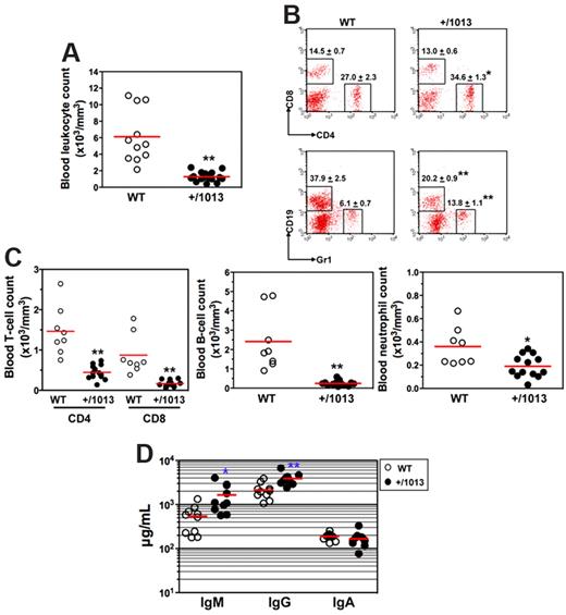 Figure 2. Disturbed leukocyte homeostasis in the blood of Cxcr4+/1013 mice. (A) Absolute numbers of leukocytes were determined in blood samples. (B-C) Blood samples were stained with indicated mAbs, and the frequencies (mean ± SD, n = 8-13; B) and absolute numbers (C) of total CD4+ or CD8+ T cells (gated CD3+), B cells (gated CD19+), and neutrophils (gated Gr1+) are shown. (D) Sera total Igs were analyzed. Results of all analyzed littermates are shown (A,C,D). Lines indicate the mean and each circle indicates an individual mouse. (B) Each dot-plot represents one mouse (*P < .05; **P < .005 compared with WT mice).
