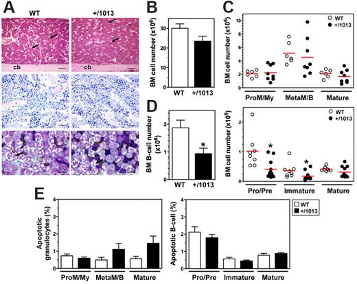 Figure 3. B-cell, but not granulocyte, development is altered in Cxcr4+/1013 mice. (A) H&E and Giemsa staining of longitudinal sections of paraffin-embedded decalcified tibia. Shown are some venous sinuses (arrows) and the cortical bone (cb). In the representative May-Grünwald-Giemsa (MGG) staining of BM aspirates (bottom), most of the cells are neutrophils and some have hypersegmented nuclei (arrows). Original magnification, ×40 (H&E), ×100 (Giemsa), and ×400 (MGG); scale bars denote 500, 250, and 25 μm, respectively. (B-D) Absolute numbers (mean ± SD, n = 14-19) of BM cells were determined from 2 femurs (B) and analyzed for the content (C) in promyelocytes/myelocytes (ProM/My), metamyelocytes/band forms (MetaM/B), and mature neutrophils (Mature), and (D) in total B cells (mean ± SD, n = 8-11; left) and (right) pro/pre-B cells, immature, and mature B-cell subsets (Mature). (E) Caspase-3 activation was used to detect apoptotic BM neutrophils and B cells. Results are from all the analyzed littermates (B-D), are from 3 to 5 independent experiments (E), or are representative of 3 to 5 independent determinations (A), (*P < .05 compared with WT mice).