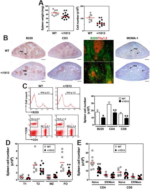 Figure 4. Decreased numbers of splenic B and T cells in Cxcr4+/1013 mice. (A) Spleen wet weight (left) and total cell number (right) were determined. (B) Spleen sections were immunostained for B220, CD3, or MOMA-1 (brown) or for B220 (green) and Thy1.2 (red). Marginal zone (mz), white pulp (wp), and red pulp (rp) are indicated. Original magnification, ×40 (B220, CD3 and MOMA-1) and ×200 (B220/Thy1.2); scale bars denote 500 μm. (C) Frequencies (mean ± SD, n = 8-12; left) and absolute numbers (right) of total spleen B cells (gated B220+CD3−) and T cells (gated B220−CD3+CD4+ or CD8+) are shown. (D-E) Absolute numbers of (D) transitional (type T1 and T2), marginal zone (MZ), and follicular (FO) B cells, and of (E) naive and effector/memory (Eff/Mem) CD4+ or CD8+ T cells, as determined in supplemental Figure 5. Results are from all the analyzed littermates (A,C-E), are from 1 representative mouse (C, left) or are representative of 3 independent determinations (B). Lines indicate the mean and each circle indicates an individual mouse (A,D-E), (*P < .05; **P < .005 compared with WT mice).
