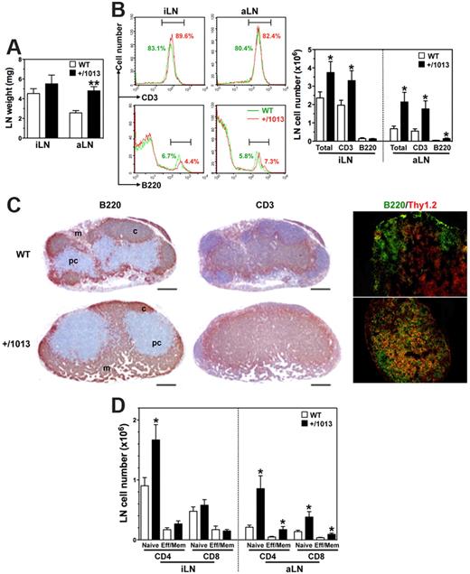 Figure 5. Increased numbers of LN T cells in Cxcr4+/1013 mice. (A-B) The wet weights (mean ± SD, n = 6-10; A) of inguinal (i) and axillary (a) LNs were determined as well as (B) total cell numbers, frequencies (left), and absolute numbers (right) of total B and T cells. (C) aLN sections were immunostained for B220, CD3 (brown), or for B220 (green) and Thy1.2 (red). Cortex (c), paracortex (pc), and medullary (m) areas are indicated. Original magnification, ×40 (B220 and CD3) and ×200 (B220/Thy1.2); scale bars denote 500 μm. (D) Absolute numbers (mean ± SD) of naive and effector/memory (Eff/Mem) CD4+ or CD8+ T cells in peripheral LNs are shown. Results are from all the analyzed littermates (A,B,D), are from 1 representative mouse (B, left), or are representative of 3 independent determinations (C), (*P < .05; **P < .005 compared with WT mice).