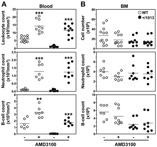 Figure 6. AMD3100-promoted reversion of lymphoneutropenia in Cxcr4+/1013 mice. (A) Absolute numbers of total leukocytes, CD19+ B cells, and Gr1+ neutrophils were determined in the blood 3 hours after intraperitoneal injection of AMD3100 (+) or PBS (−). (B) Absolute numbers of total BM cells, CD19+ B cells, and SSChighGr1+ neutrophils were simultaneously determined from 1 tibia. Results of all analyzed littermates are shown (A-B). Lines indicate the mean and each circle indicates an individual mouse (**P < .005; ***P < .0005 compared with PBS-treated mice).