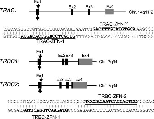 Figure 1. ZFN pairs targeting sites within genomic loci of TCR-α and β constant region. Each exon is shown by a block. Black blocks represent coding regions. Gray columns represent noncoding regions. One ZFN pair was designed to bind exon 1 of the TCR α constant region (TRAC) and another ZFN pair binds a conserved sequence on exon 1 of the TCR β constant regions 1 (TRBC1) and 2 (TRBC2). Underlined nucleotide sequences represent the intended binding sequence of each ZFN.