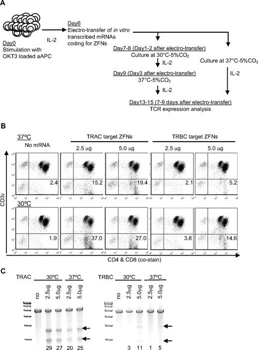 Figure 2. Disruption of the TCR αβ-CD3 complex in primary T cells. (A) Schematic presentation of ZFN transfer. A pair of ZFN-encoding mRNA was electrotransferred 6 days after stimulation of CARneg T cells. T cells were then cultured with 50 IU/mL of IL-2 and incubated at 30°C or 37°C 5%CO2, as indicated. CD3 expression was analyzed by flow cytometry on day 7 to 9 after electroporation. (B) Down-regulation of CD3 after electrotransfer of mRNA encoding the TCR αβ targeted ZFNs. Day 9 after electrotransfer of the indicated doses of mRNA coding for TRAC or TRBC targeted ZFN pairs, TCR αβ-CD3 expression was analyzed by costaining for CD4, CD8, and CD3ϵ. Representative flow data at day 9 after ZFN electrotransfer is shown. Flow cytometry data are gated on cells excluding PI. Numbers in the lower right quadrant represent the percentage of CD3ϵ negative cells in T-cell populations. Top panels show CD3ϵ expression in T cells cultured at 37°C after ZFN transfer and bottom panels show CD3ϵ expression in T cells transiently cultured at 30°C from day 2 to 3 after ZFN transfer. (C) Surveyor nuclease assay to detect ZFN-mediated modification of TCR target sites in T cells. Arrows indicate the fragments produced by a surveyor nuclease digest of amplicons bearing a mismatch at the intended site of ZFN cleavage in the TRAC or TRBC1 locus, respectively. Lane headings indicate both the mRNA dose, specific ZFN pair delivered via electrotransfer, and temperature of incubation for the different samples. Numbers beneath each lane indicate the percentage of modified alleles in each sample.
