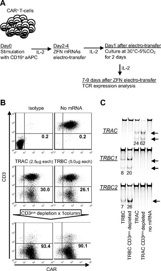 Figure 4. Elimination of TCR αβ-CD3 complex from CD19-specific CAR+ T cells. (A) Schematic of electrotransfer of mRNA coding for ZFN pairs in CAR+ T cells. mRNA species encoding the indicated ZFN pairs were electrotransferred into CAR+ T cells 2 days after stimulation with CD19+ aAPC. After electroporation, cells were maintained with 50 IU/mL of IL-2 and incubated for 2 days at 30°C 5%CO2. CD3ϵ expression was analyzed 9 days after electroporation by flow cytometry. (B) Disruption of TCR αβ-CD3 complex expression after electrotransfer of mRNA encoding the TCR-specific ZFNs. Flow cytometry analysis of CD3ϵ expression in T cells 9 days after electrotransfer of mRNA species encoding the indicated ZFN pairs, gated on the PI-negative population. (C) Surveyor nuclease assay. Arrows indicate the fragments produced by a surveyor nuclease digest of amplicons bearing a mismatch at the intended site of ZFN cleavage in the TRAC or TRBC loci, respectively. Samples were analyzed 9 days after electroporation. The numbers at the bottom represent percentages of modified alleles in each sample.