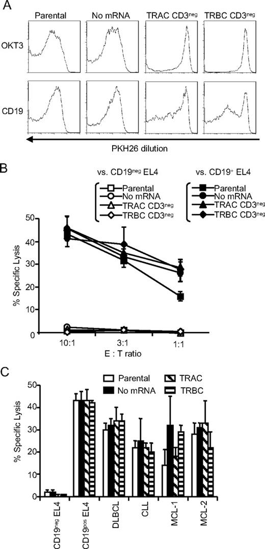Figure 5. Functional consequences of ZFN-mediated TCR knockout in CAR+ T cells. (A) Loss of responsiveness of TCRneg CAR+ T cells to TCR stimulation. Dilution of PKH26 was measured 10 days after stimulation with aAPC loaded with OKT3 (top panel) or expressing CD19 (bottom panel). Flow cytometry data were gated on CAR+ T cells. Parental: CAR+ T cells without modification; no mRNA: mock electroporated CAR+ T cells; TRAC CD3neg: CAR+ T cells electroporated with mRNA encoding ZFN pairs specific for TRAC, and depleted CD3pos population; TRBC CD3neg: CAR+ T cells electroporated with mRNA encoding ZFN pairs specific for TRBC, and depleted for CD3pos population. (B) Redirected specificity of TCRneg CAR+ T cells. Specific lysis by CAR+ T cells of an EL4 (mouse T-cell line) modified to express a truncated version of human CD19 (closed symbols) was measured by standard 4 hour 51Cr release assay. Specificity is shown by lack of lysis of CD19neg (parental) EL4 cells (open symbols). CAR+ T cells were modified by ZFNs (TRAC and TRBC) or unmodified CAR+ T cells (parental and no mRNA). The error bars represent SD. (C) Cytotoxicity by TCRneg CAR+ T cells against CD19+ primary B-cell tumors. Specific lysis by CAR+ T cells of B-cell malignances derived from patients was measured by 6 hour 51Cr release assay (effector: target ratio = 30:1). DLBCL: diffuse large B-cell lymphoma, CLL: chronic lymphocytic lymphoma, and MCL: mantle cell lymphoma. The error bars represent the standard deviation.