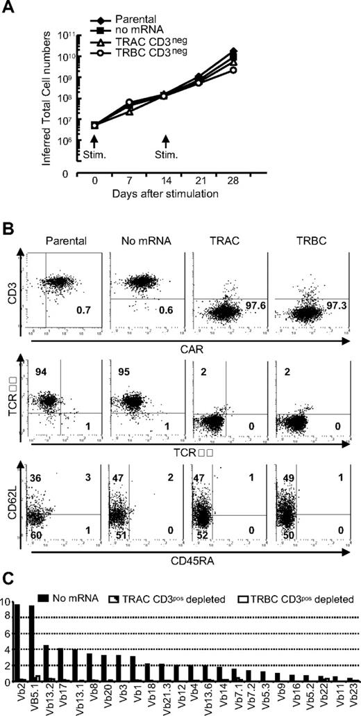 Figure 6. Propagation of TCRneg CAR+ T cells on CD19 expressing aAPC. (A) Sustained proliferation of TCRneg CAR+ T cells. CAR+ T cells with (TRAC and TRBC) or without (parental and no mRNA) TCR modification by ZFNs were stimulated with γ-irradiated CD19+ aAPCs every 2 weeks. Viable T cells were enumerated every 7 days and inferred total numbers were calculated. Representative data from 3 independent experiments are shown. (B) Analysis of TCRneg CAR+ T cells after propagation. Flow cytometry analysis of CD3ϵ expression (top panel), αβTCR and γδTCR expression (middle panel), and subset analysis for memory pool (bottom panel) of TCRnegCAR+ T cells after 28 days of propagation on aAPCs. Numbers are percent expression for the quadrant. (C) Vβ repertoire analysis in TCRneg CAR+ T cells after propagation on aAPCs. The Vβ usage clonogram was analyzed by a panel of TCR-specific mAbs, costained with CD4 and CD8. Percentage of identified Vβ+ T-cell fractions within CD4 and CD8 flow cytometry gates is shown. The nomenclatures of Vβ repertoire shown are based on Arden et al.50 Representative data from 3 independent experiments are shown.