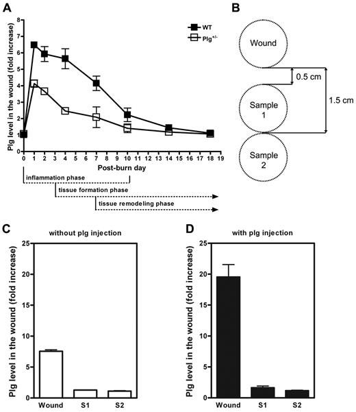 Figure 2. Temporal and spatial regulation of plg during wound healing. (A) Kinetics of the plg levels in the wounds for 18 days after burn wounding in WT (n ≥ 5) and plg+/− mice (n ≥ 3). (B) Experimental design used to determine the spatial regulation of plg after wounding. (C) Comparison of the plg levels at different distances from the wound 24 hours after wounding in WT mice (n = 5). (D) Comparison of the plg levels at different distances from the wound 24 hours after the IV injection of plg in WT mice (n = 5).