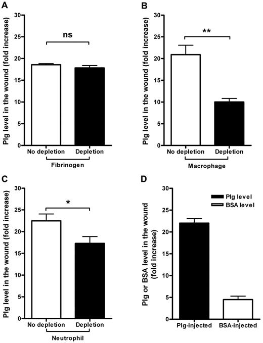 Figure 3. Mechanisms regulating plg accumulation in wounds after burn wounding. (A) Comparison of the plg levels in the wound sites in the control and fibrinogen-depleted mice 24 hours after the IV injection of plg (n = 5). (B) Comparison of the plg levels in the wound sites in the control and macrophage-depleted mice 24 hours after the IV injection of plg (n ≥ 4). (C) Comparison of the plg levels in the wound sites in the control and neutrophil-depleted mice 24 hours after the IV injection of plg (n ≥ 6). (D) Comparison of the plg or BSA accumulation in the wounded areas in the plg-injected (n = 12) and BSA-injected mice (n = 6). The level of plg or BSA in the abdominal skin was used as the basal level. The level of plg or BSA in the wound was determined and is displayed as the fold increase from the basal level. ns indicates not significant. *P < .05; **P < .01.