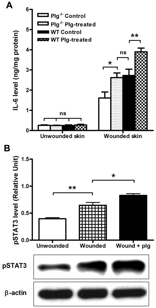 Figure 4. Effect of plg on IL-6 expression and STAT3 activation in the wound. (A) Comparison of the IL-6 levels between the WT (n ≥ 9) and plg−/− mice (n ≥ 9) treated with BSA (control) or plg. (B) Western blot analysis of the pSTAT3 levels in skin lysates from the unwounded WT mice, wounded WT mice, and wounded WT mice treated with plg (n ≥ 5). β-actin served as a loading control. The level of pSTAT3 was quantified using ImageJ Version 1.41o software. Values are expressed as the intensity of pSTAT3 divided by the intensity of total STAT3. ns indicates not significant. *P < .05; **P < .01.