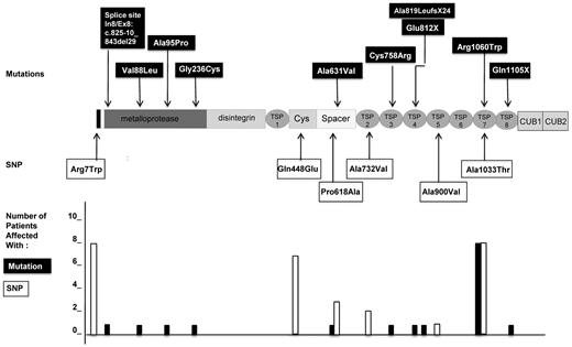 Figure 3. ADAMTS13 mutations and SNPs in 10 patients with pregnancy-onset USS. Shown are the location and number of affected patients. Ten distinct mutations of ADAMTS13 gene (indicated in black boxes) were found. Five mutations were located in the N-terminal part of ADAMTS13, 4 of them within the metalloprotease domain (In7/Ex8p: c.825-10_843del29, p.Val88Leu, p.Ala95Pro, and p.Gly236Cys) and 1 within the spacer domain (p.Ala631Val). Five mutations were located in the C-terminal part of ADAMTS13, 1 within the third TSP-1 domain (p.Cys758Arg), 2 within the fourth TSP-1 domain (c.2455delG p.Ala819LeufsX24 and p.Glu812X), 1 within the seventh TSP-1 domain (p.Arg1060Trp), and 1 within the 8 TSP-1 domain (p.Gln1105X). Six miscellaneous SNPs of the ADAMTS13 gene (indicated in white boxes) were also found. Three SNPs were located in the N-terminal part of ADAMTS13 within the signal peptide (p.Arg7Trp), the cysteine-rich domain (p.Gln448Glu), or the spacer domain (p.Pro618Ala). Three other SNP were located in the C-terminal part of ADAMTS13 in the second TSP-1 domain (p.Ala732Val), the fifth TSP-1 domain (p.Ala900Val), or the seventh TSP-1 domain (p.Ala1033Thr). The number of patients affected by each mutation (black histograms) and each SNP (white histograms) are presented at the bottom of the figure. Interestingly, the mutation p.Arg1060Trp, the SNP p.Arg7Trp, and the SNP p.Ala1033Thr (systematically associated) were present in 8 of 10 patients and therefore constituted a cluster of ADAMTS13 genetic variants. The 9 other mutations were present only in single patients. The SNP p.Gln448Glu was the second most frequent SNP, present in 7 patients.